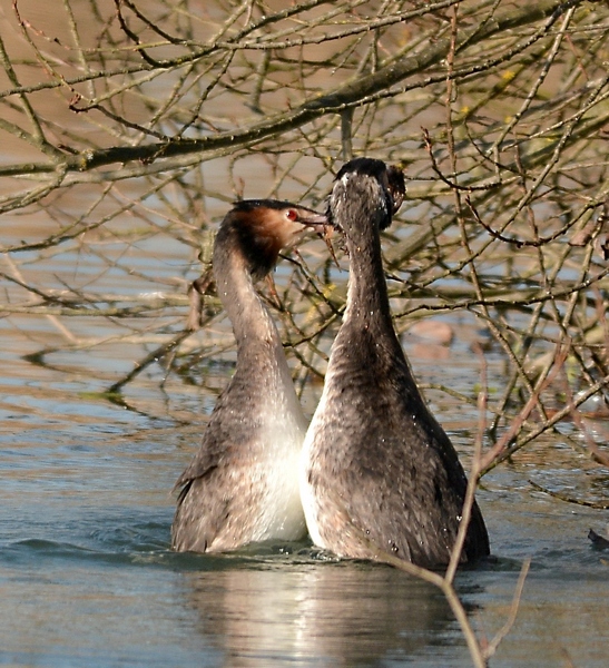 Loro hanno ricominciato!
